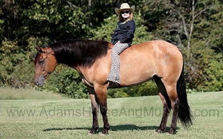 Golden Horizon: The Quarter Horse Gelding Quarter for King City, CA