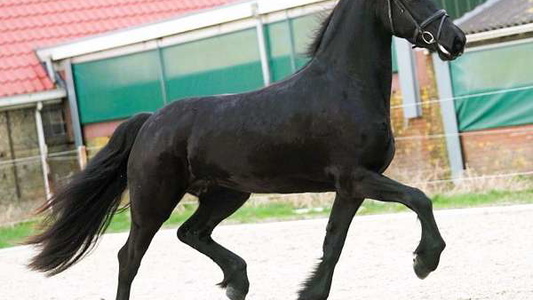 Noir Dream: The Black Friesian