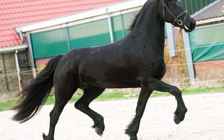 Noir Dream: The Black Friesian Friesians for Tiburon, CA