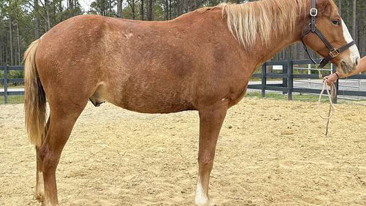 Sorrel Haflinger Star