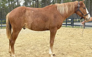 Sorrel Haflinger Star Haflinger for Bath, NC