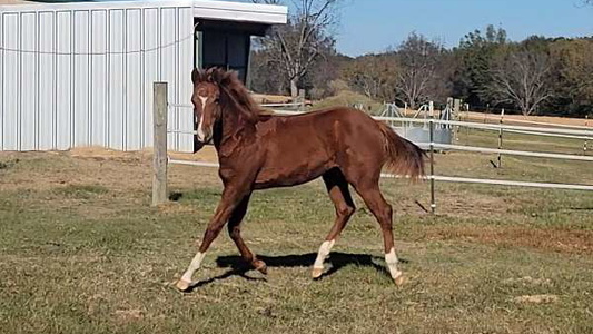 Rustic Glory: The Chestnut Filly of the West