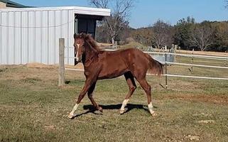 Rustic Glory: The Chestnut Filly of the West Quarter for Oak Grove, LA