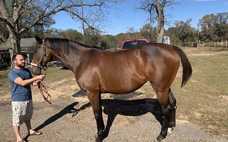 Whispers of the Vanner Gypsy Vanner for Gilmer, TX