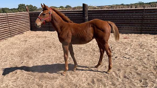 Thunder in Chestnut