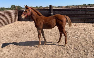 Thunder in Chestnut Thoroughbred for Gilmer, TX