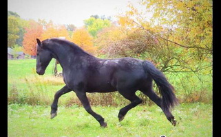 Bold and Black Friesians for Holmesville, OH