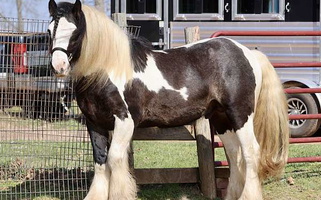 Graceful Bay Vanner Gypsy Vanner for Timpson, TX