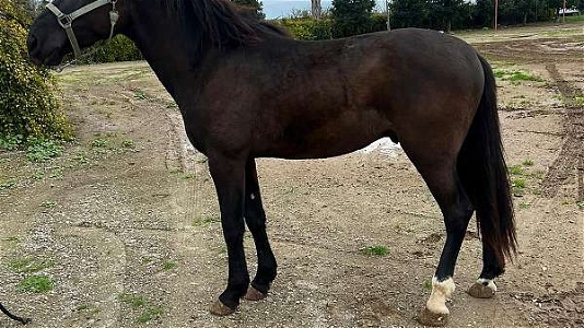 Black Andalusian Stallion