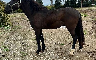 Black Andalusian Stallion Andalusian for Los Angeles, CA