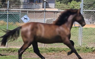 Velvet Night: The Black Andalusian Andalusian for Reedley, CA