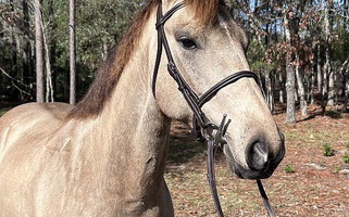 The Buckskin Gem Welsh Pony for Morriston, FL