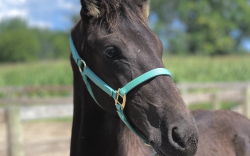 The Spirit of Teun: A Filly’s Tale Friesians for Midland, MI