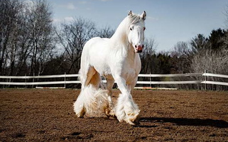 The White Stallion Gypsy Vanner for Wilson, WI