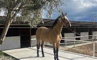 Buckskin Andalusian Gelding Andalusian for Los Angeles, CA