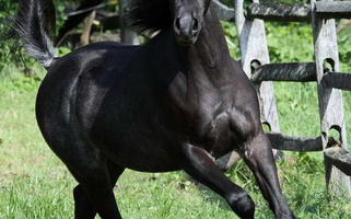 Striking Black Arabian Colt! Arabian for Hubbard, OH