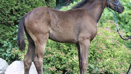 Black Gaited Morgan Filly