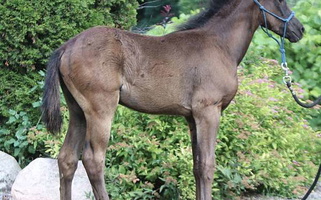 Black Gaited Morgan Filly Morgan for Mason, WI