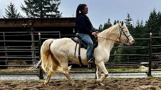 Elegant Cremello Fox Trotter Mare