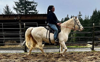 Elegant Cremello Fox Trotter Mare Missouri Fox Trotter for Camas Valley, OR