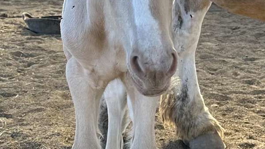 Stunning Perlino Gypsy Vanner Filly