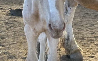 Stunning Perlino Gypsy Vanner Filly Gypsy Vanner for Eagle Point, OR