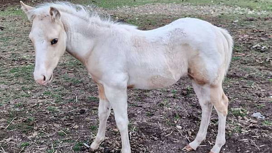 Gorgeous Palomino Paint Colt