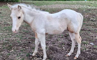 Gorgeous Palomino Paint Colt Paints for Oak Harbor, WA