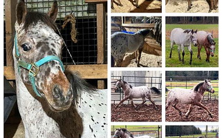 Charming Bay POA Filly Ponies for Lynden, WA