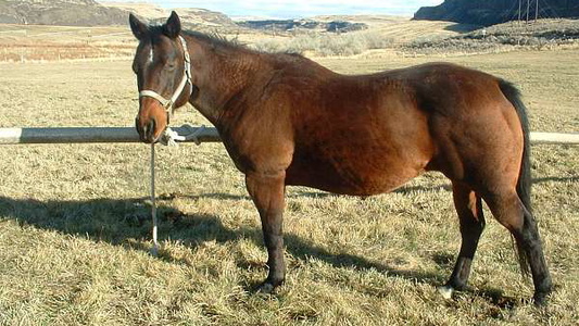 Quality Bay Quarter Horse Broodmare