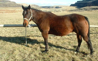 Quality Bay Quarter Horse Broodmare Quarter for Mansfield, WA