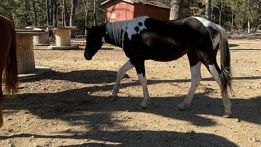 Majestic Tobiano: The Painted Stallion