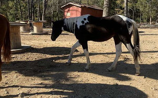 Majestic Tobiano: The Painted Stallion Paints for Maynard, AR