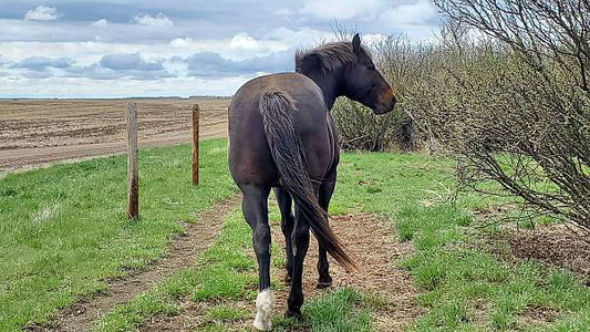 Rare & Unique AQHA Stallion!