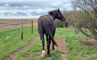 Rare & Unique AQHA Stallion! Quarter for Ogema, MN