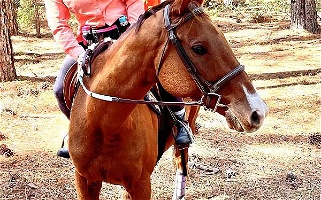 Chestnut Thoroughbred Gelding Andalusian for Lancaster, SC