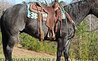 Blue Phantom: The Roan Gelding’s Legacy Quarter for Alexis, NC