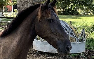 Black Tennessee Walking Mare Tennessee Walking Horse for Lancaster, SC