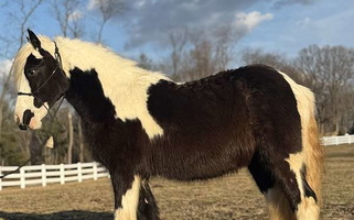 Whisper – Sweet & Versatile Filly! Gypsy Vanner for Quarryville, PA