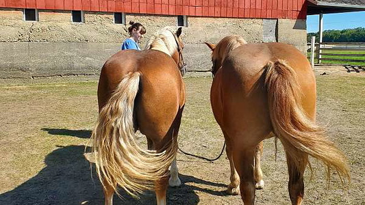 Well-Matched Haflinger Team!