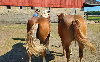 Well-Matched Haflinger Team! Haflinger for Lisle, IL