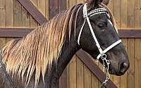 Zeke – The Ultimate Racking Horse! Rocky Mountain  for Lewisburg, TN