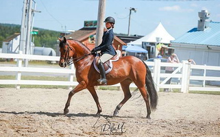 Bellamy – Graceful & Athletic! Friesians for Granby, MA