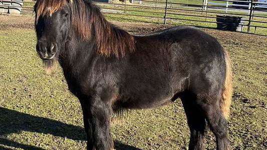 Small & Mighty Gypsy Cob Stallion!