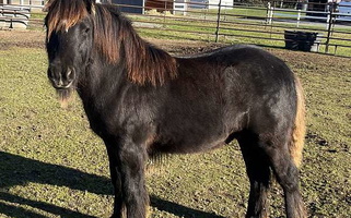 Small & Mighty Gypsy Cob Stallion! Gypsy Vanner for Sultan, WA