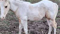 APHA Colt – Palomino Tobiano Beauty!