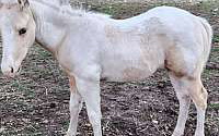 APHA Colt – Palomino Tobiano Beauty! Paints for Oak Harbor, WA