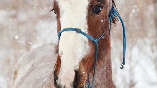 Unique Bay Roan Clydesdale Cross Filly!