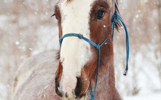 Unique Bay Roan Clydesdale Cross Filly! Clydesdale for Fillmore, NY