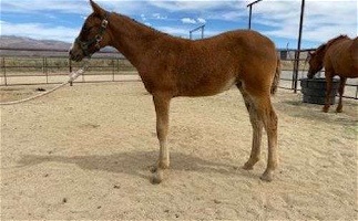 Chestnut Bashkir Curly Filly Curly for Reno, NV